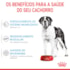 Ração Seca Royal Canin Giant Junior para Cães Gigantes Filhotes de 8 a 18/24 Meses de Idade