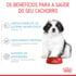 Ração Seca Royal Canin Giant Puppy para Cães Gigantes Filhotes de 2 a 8 Meses de Idade