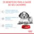 Ração Seca Royal Canin Medium Puppy para Cães Filhotes de Porte Médio