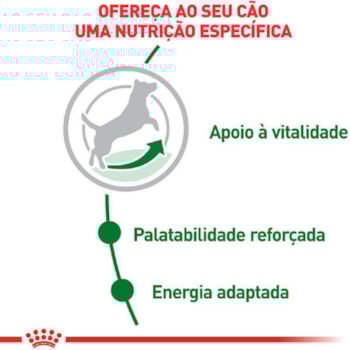 Ração Seca Royal Canin Mini Adult 8+ para Cães Adultos de Porte Pequeno com 8 Anos ou mais Ração Seca Royal Canin Mini Adult 8+ para Cães Adultos de Porte Pequeno com 8 Anos ou mais