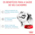 Ração Seca Royal Canin Mini Indoor Puppy para Cães Filhotes de Porte Pequeno