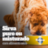 Ração Úmida Pedigree High Protein Sachê Porco e Carne ao Molho para Cães Adultos 100g