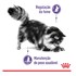 Ração Úmida Royal Canin Controle Do Apetite para Gatos